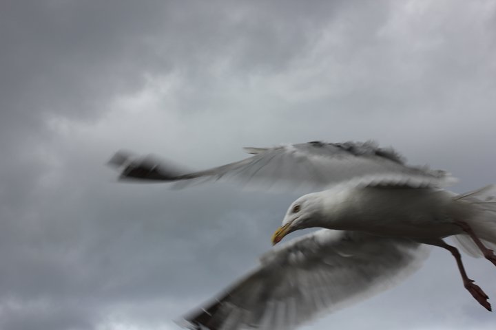Herring Gull photograph