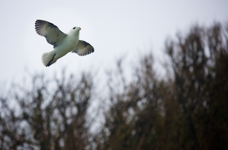 Fulmar in Mousehole