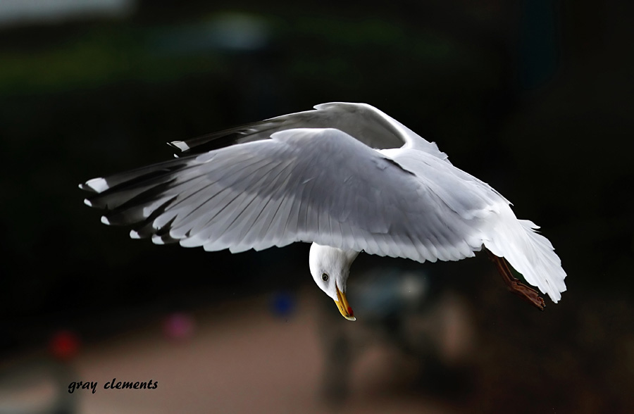 herring gull by Gray Clements